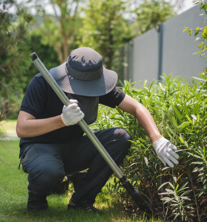 Jardinier en action pour l’entretien d’une haie : travail de désherbage et soin des plantations avec outil manuel sur pelouse