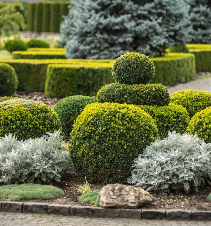 Taille de topiaires et haies au jardin : arbustes arrondis, bordures nettes et massifs décoratifs pour un espace vert entretenu